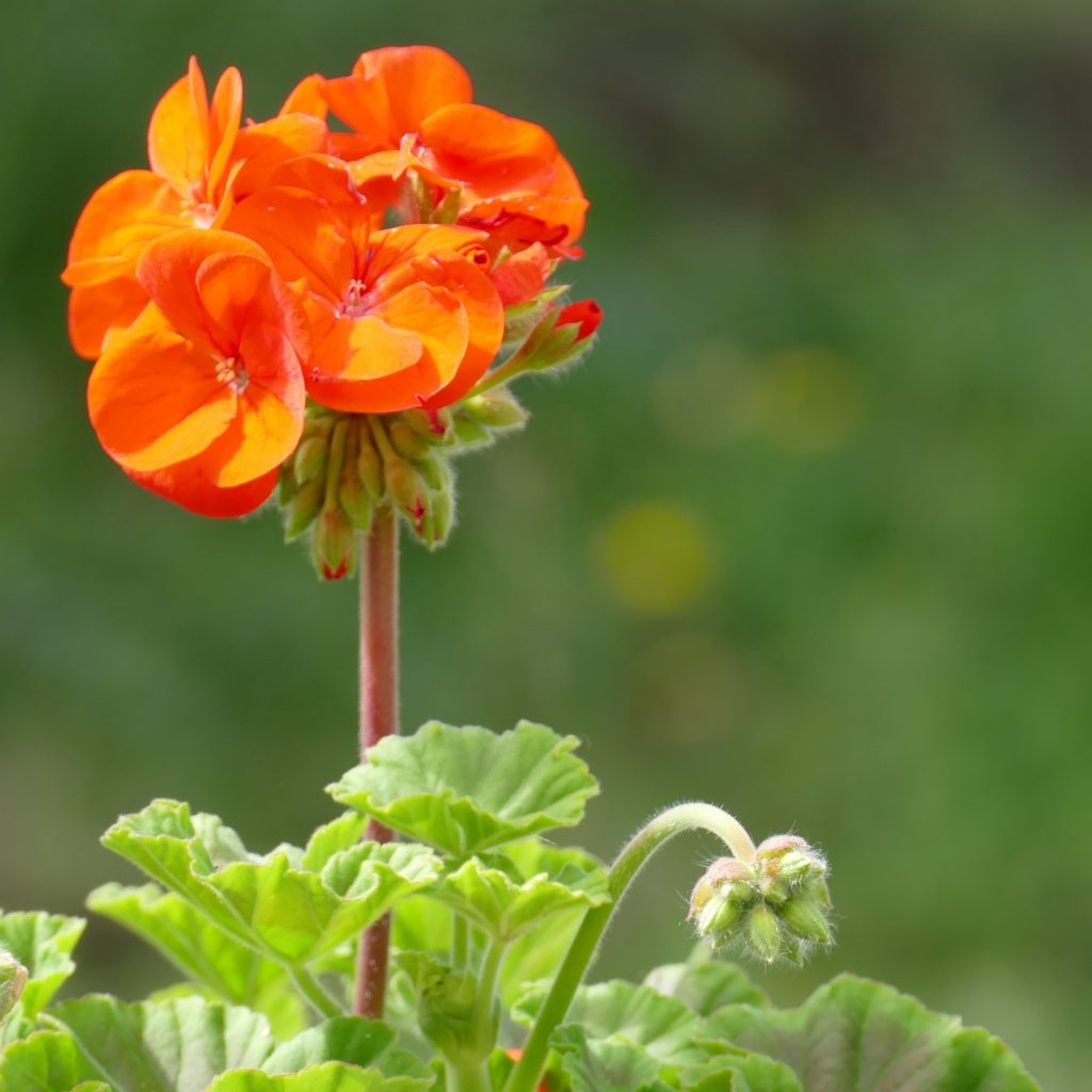 flowering geranium